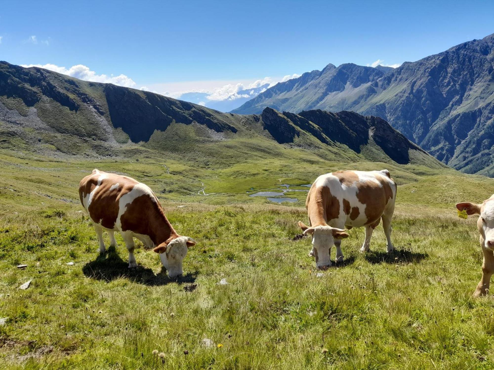 Panoramapension Platzer Unterkolbnitz Luaran gambar