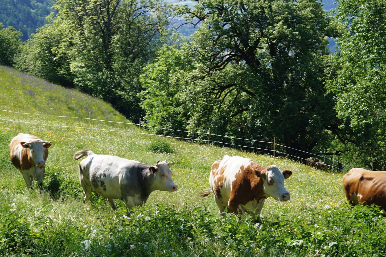 Panoramapension Platzer Unterkolbnitz Luaran gambar